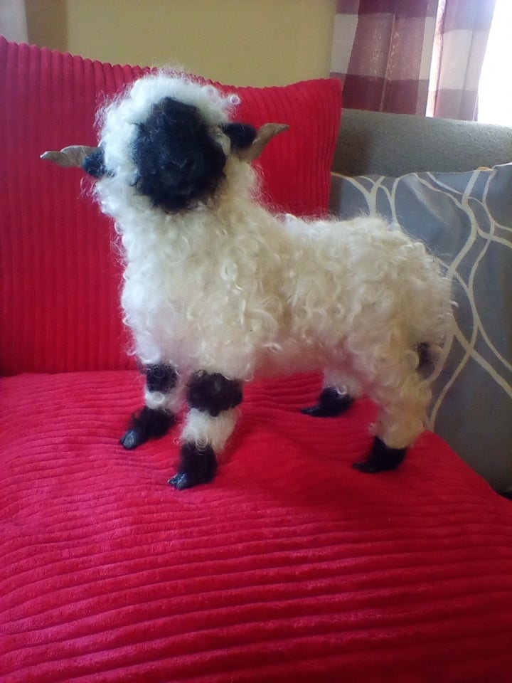 Image of Large Valaisblacknose sheep ram