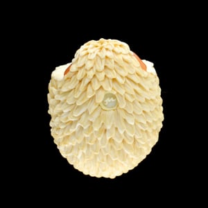 Image of XXXL. 3D Balled Up Albino Hedgehog - Flamework Glass Sculpture