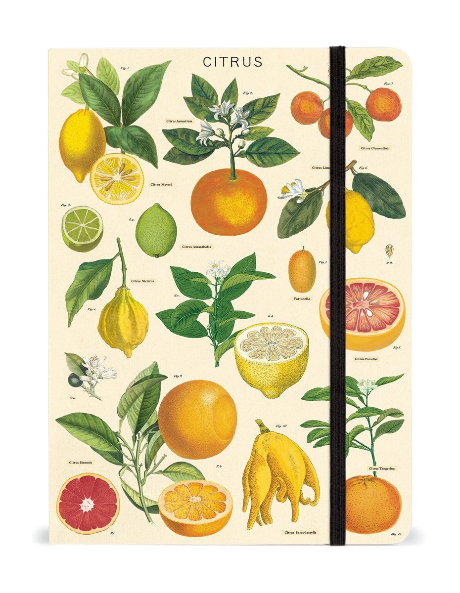 Cavallini & Co. Citrus Large Notebook | POMP & POSEY