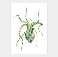 Image 1 of Tillandsia bulbosa Original Watercolor Artwork