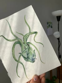 Image 2 of Tillandsia bulbosa Original Watercolor Artwork