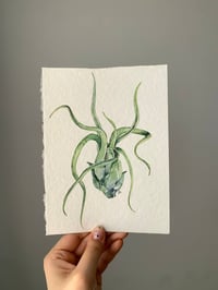 Image 3 of Tillandsia bulbosa Original Watercolor Artwork