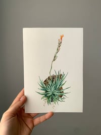 Image 2 of Tillandsia Loliacea Original Watercolor Artwork