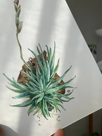 Image 3 of Tillandsia Loliacea Original Watercolor Artwork