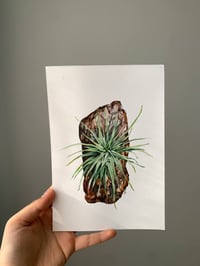 Image 3 of Tillandsia ionantha Original Watercolor Artwork