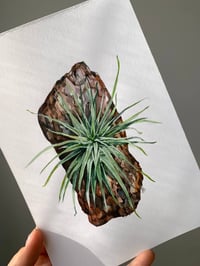 Image 2 of Tillandsia ionantha Original Watercolor Artwork