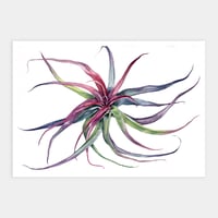 Image 1 of Tillandsia brachycaulos Original Watercolor Artwork
