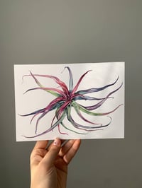 Image 2 of Tillandsia brachycaulos Original Watercolor Artwork
