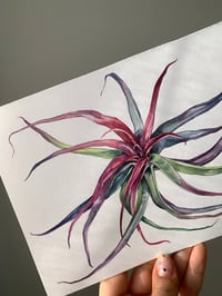 Image 3 of Tillandsia brachycaulos Original Watercolor Artwork