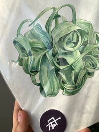Image 3 of Tillandsia Streptophylla Original Watercolor Artwork