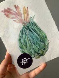 Image 2 of Tillandsia kautskyi Original Watercolor Artwork