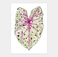 Image 1 of Caladium 'Miss Muffet' Original Watercolor Artwork