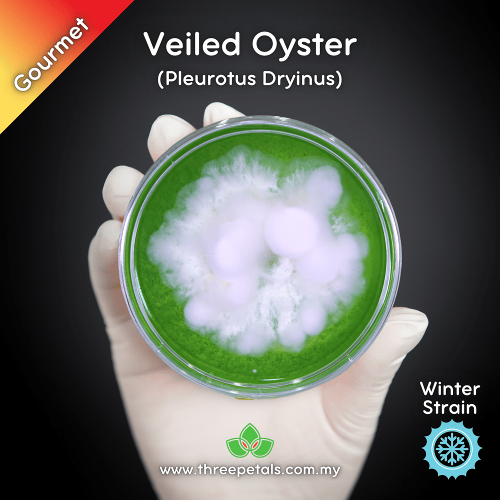 Veiled Oyster (Pleurotus Dryinus) Live Mycelium Mushroom Culture Spawn Seed