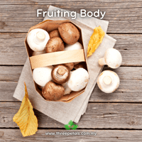 Image 2 of Champignon (Agaricus Brunnescens) Live Mycelium Mushroom Culture Spawn Seed