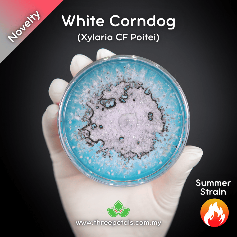 White Corndog (Xylaria CF Poitei) Live Mycelium Mushroom Culture Spawn Seed
