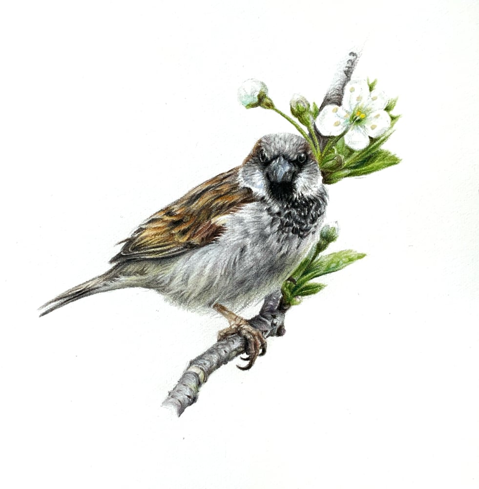 Image of 'House Sparrow' Original Drawing 