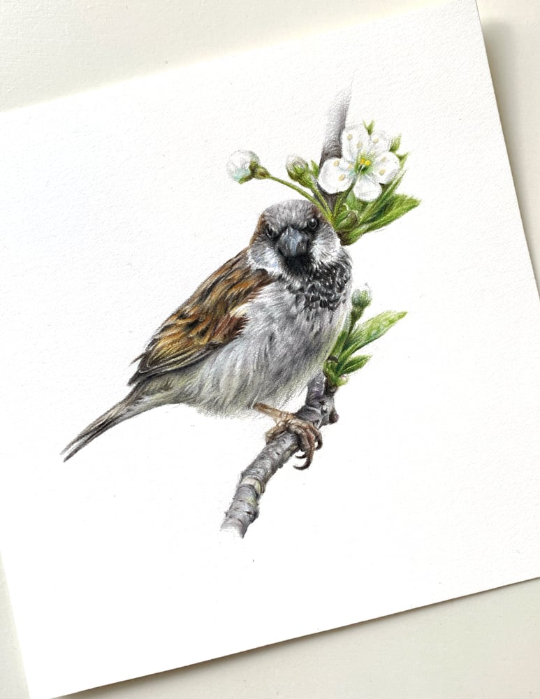 Image of 'House Sparrow' Original Drawing 