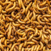 Mixed Mealworms