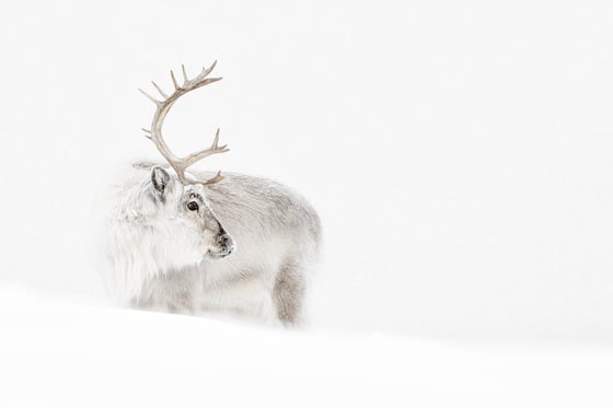 Image of LIMITED EDITION FINE ART PRINT - SVALBRD REINDEER