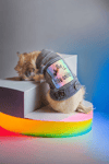 Dog & Cat denim battle vest LGBTQ friendly "BE GAY BITE ANKLES"
