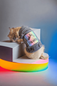 Image 1 of Dog & Cat denim battle vest LGBTQ friendly "BE GAY BITE ANKLES"