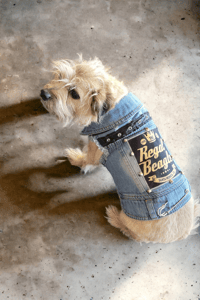 Image 1 of the regal beagle dog or cat custom denim battle vest