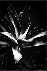 Agave