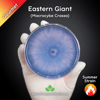 Eastern Giant (Macrocybe Crassa) Live Mycelium Mushroom Culture Spawn Seed