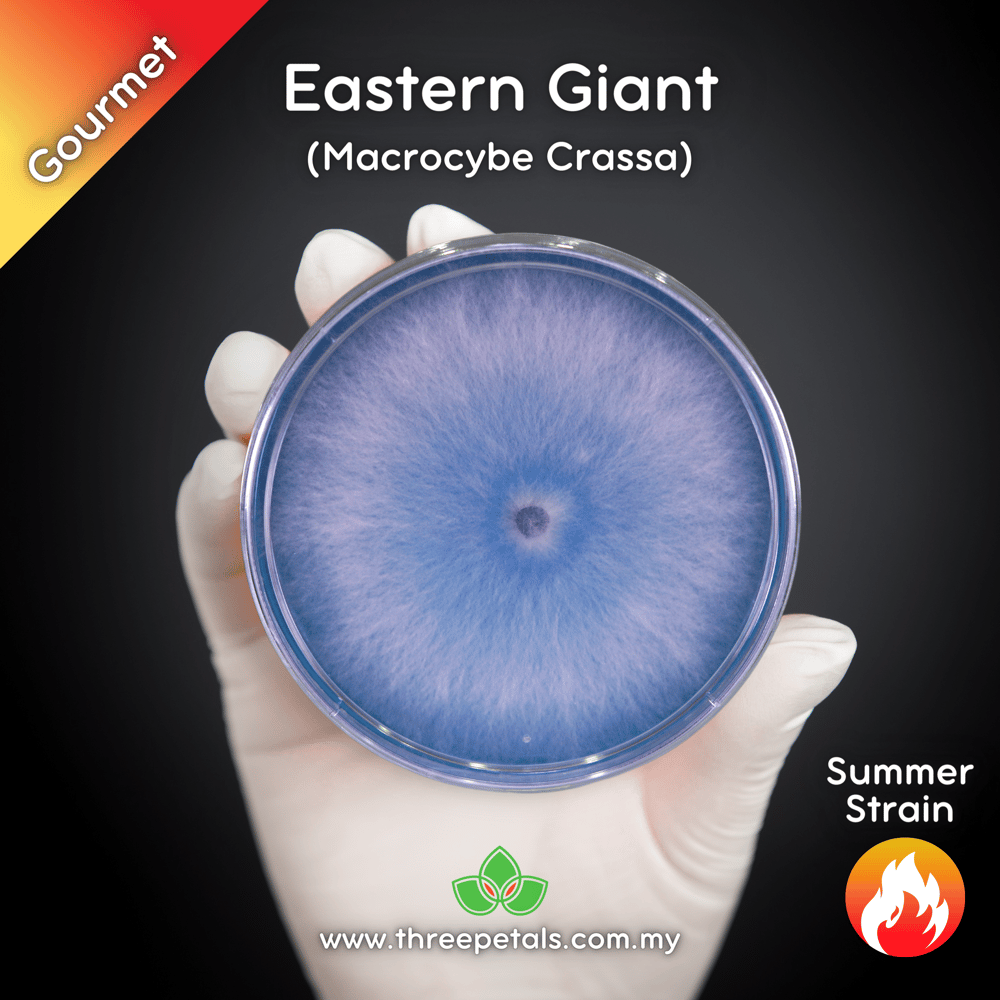 Eastern Giant (Macrocybe Crassa) Live Mycelium Mushroom Culture Spawn Seed