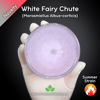 White Fairy Chute (Marasmiellus Albus-corticis) Live Mycelium Mushroom Culture Spawn Seed