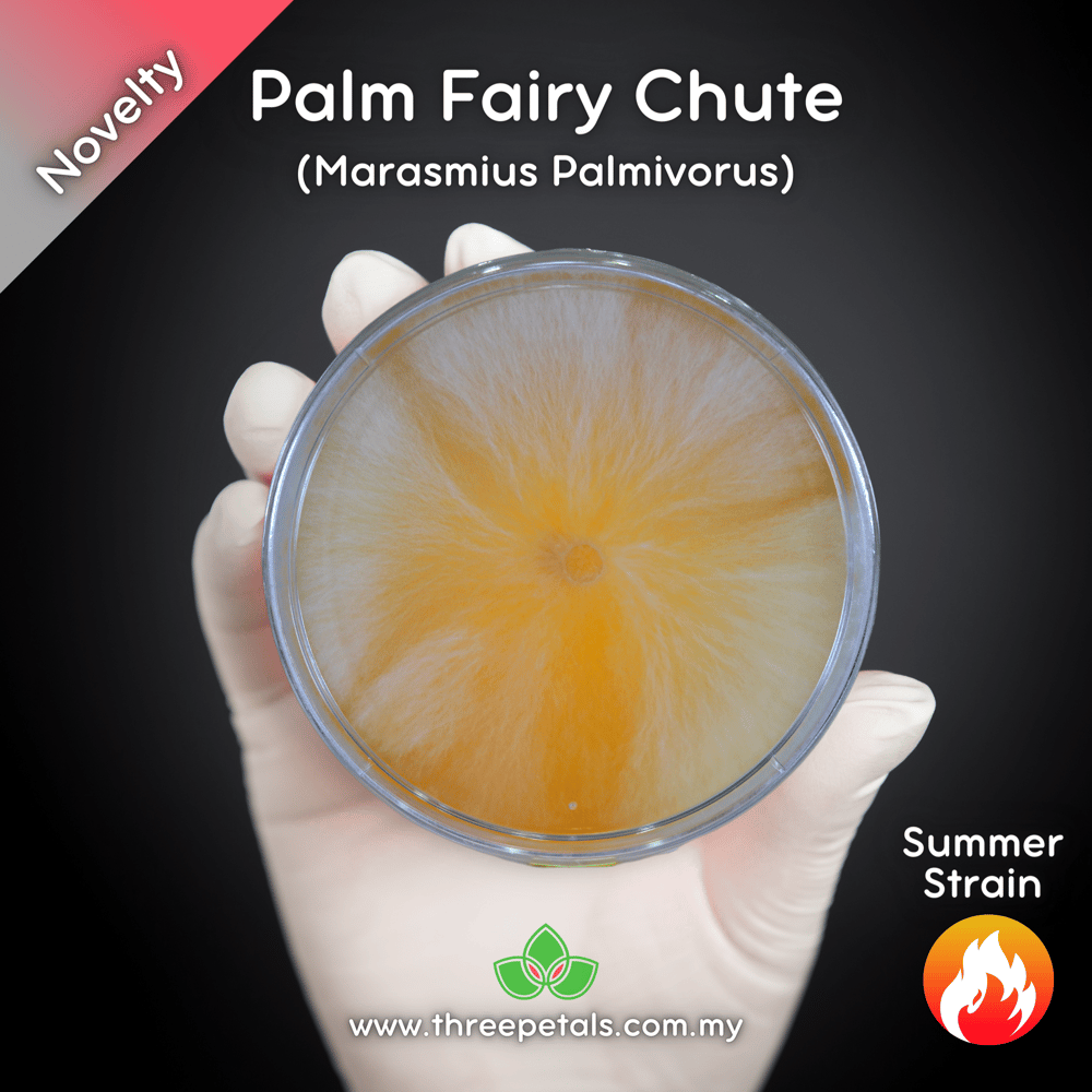 Palm Fairy Chute (Marasmius Palmivorus) Live Mycelium Mushroom Culture Spawn Seed