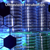 Image 5 of Beefsteak (Fistulina Hepatica) Live Mycelium Mushroom Culture Spawn Seed