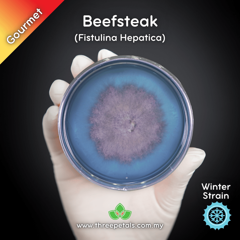 Beefsteak (Fistulina Hepatica) Live Mycelium Mushroom Culture Spawn Seed