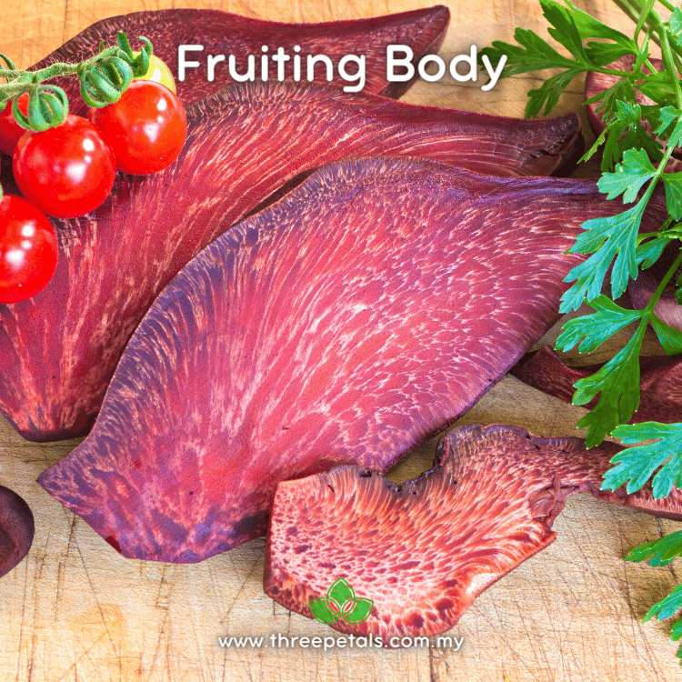 Beefsteak (Fistulina Hepatica) Live Mycelium Mushroom Culture Spawn Seed