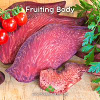 Image 2 of Beefsteak (Fistulina Hepatica) Live Mycelium Mushroom Culture Spawn Seed