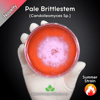 Pale Brittlestem (Candolleomyces Sp.) Live Mycelium Mushroom Culture Spawn Seed