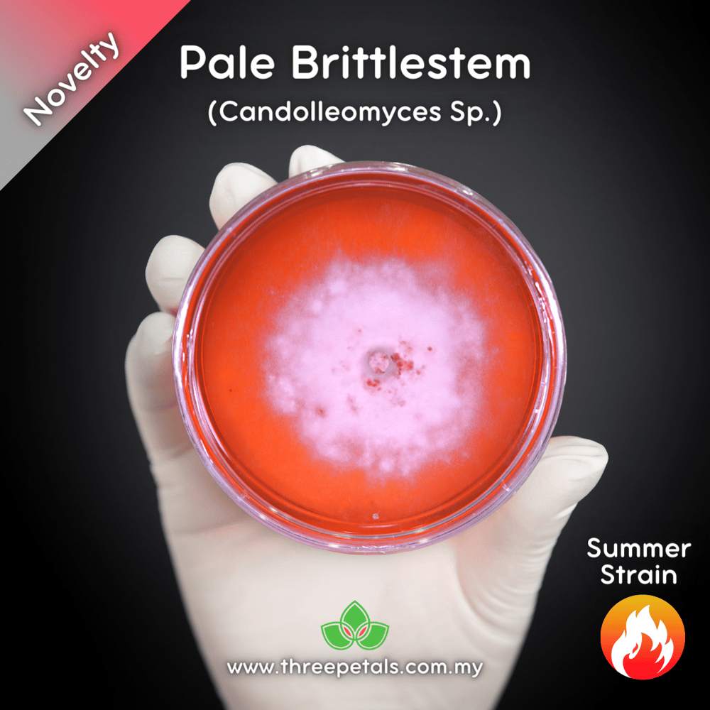 Pale Brittlestem (Candolleomyces Sp.) Live Mycelium Mushroom Culture Spawn Seed
