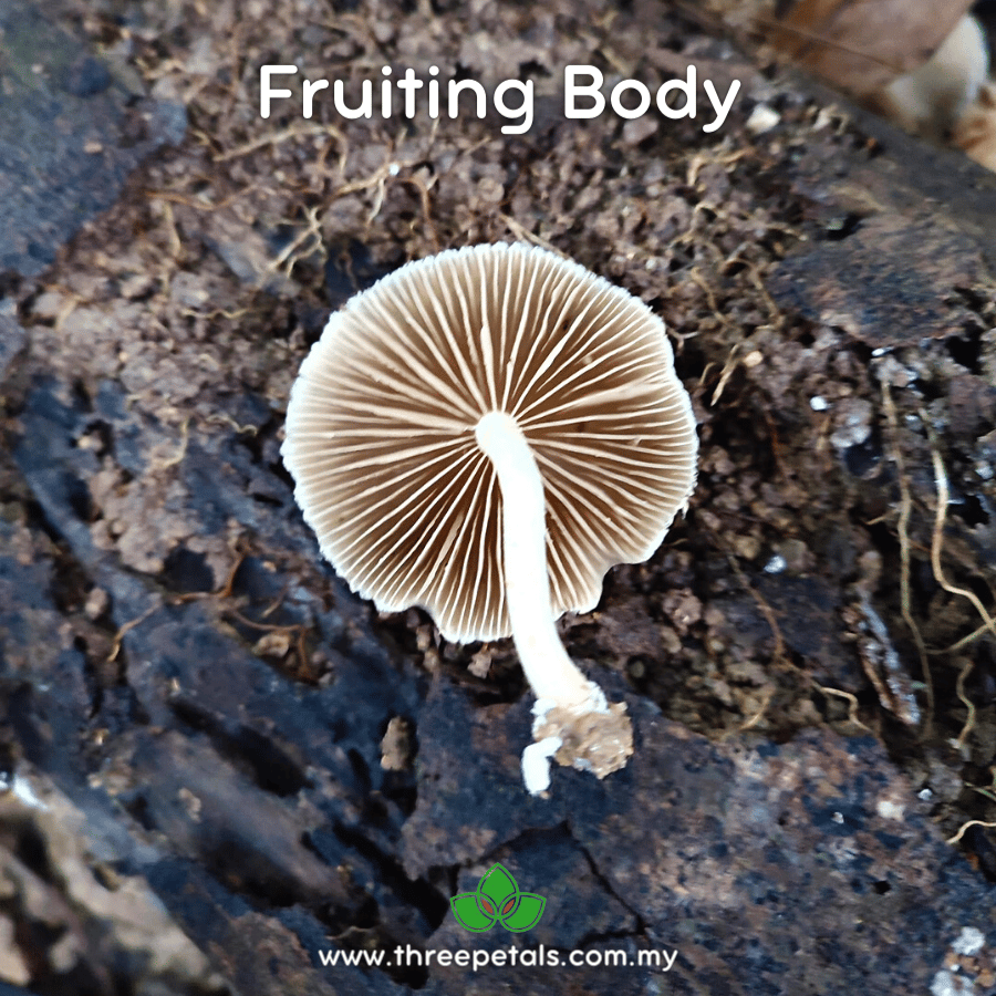 Pale Brittlestem (Candolleomyces Sp.) Live Mycelium Mushroom Culture Spawn Seed