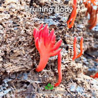 Image 2 of Fire Coral (Podostroma/Trichoderma Cornu-damae) Live Mycelium Mushroom Culture Spawn Seed