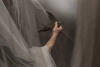 Image of FERÆ et son tirage de tête - LE MARTINET PÂLE