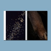 Image of FERÆ et son tirage de tête - LE JEU