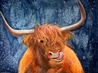 Highland Cow