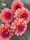 Dahlia African Sunrise 