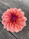 Dahlia African Sunrise 