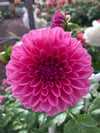 Dahlia Pink Show