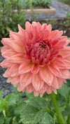 Dahlia Devon Peachy