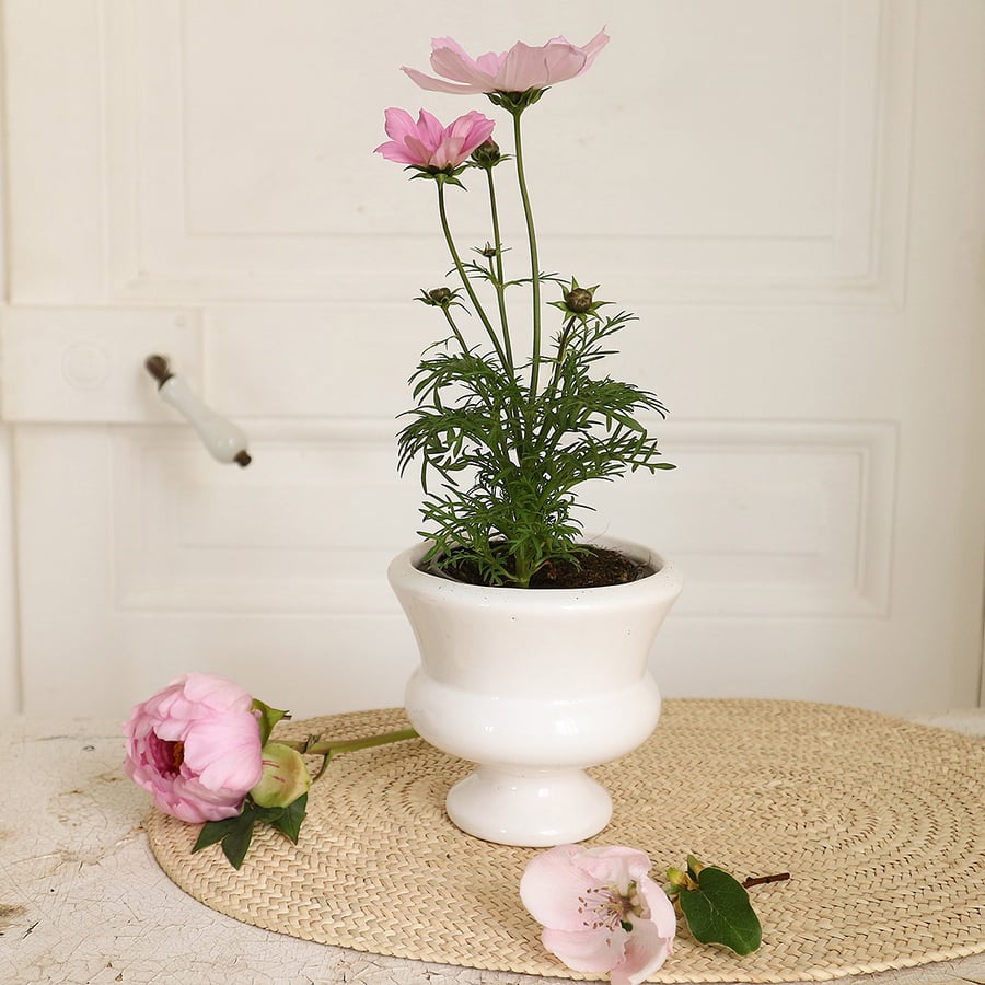 Image of Pot de fleurs en porcelaine 