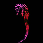 Image of "Seahorse Exoskeleton" Tee