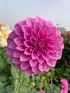 Dahlia Coorabell Zoe