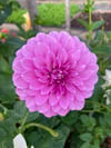 Dahlia Coorabell Zoe